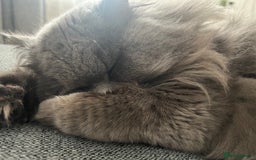 Persian cats for sale: Male Persian/British shorthair - Image 1