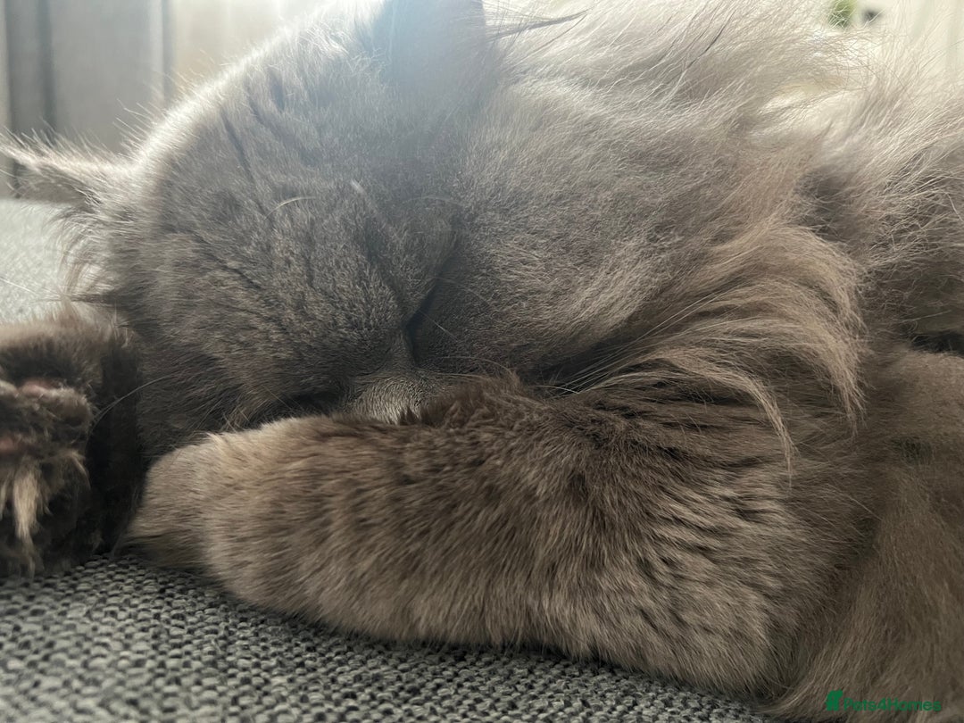Persian cats for sale: Male Persian/British shorthair - Image 1