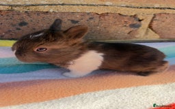 Netherland Dwarf rabbits for sale: Sweet Netherland Dwarf bunnies  - Advert 1