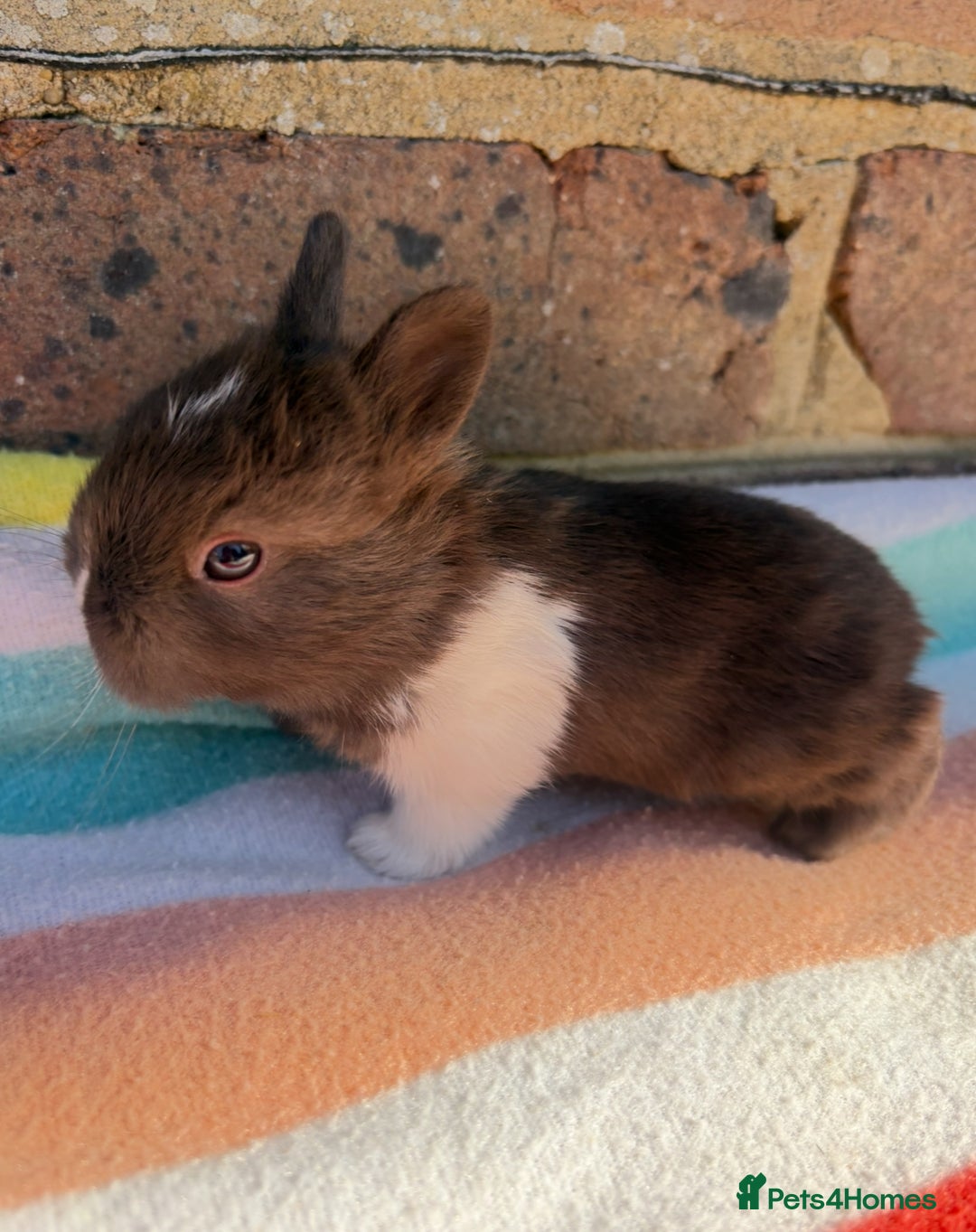 Netherland Dwarf rabbits for sale: Sweet Netherland Dwarf bunnies  - Advert 1