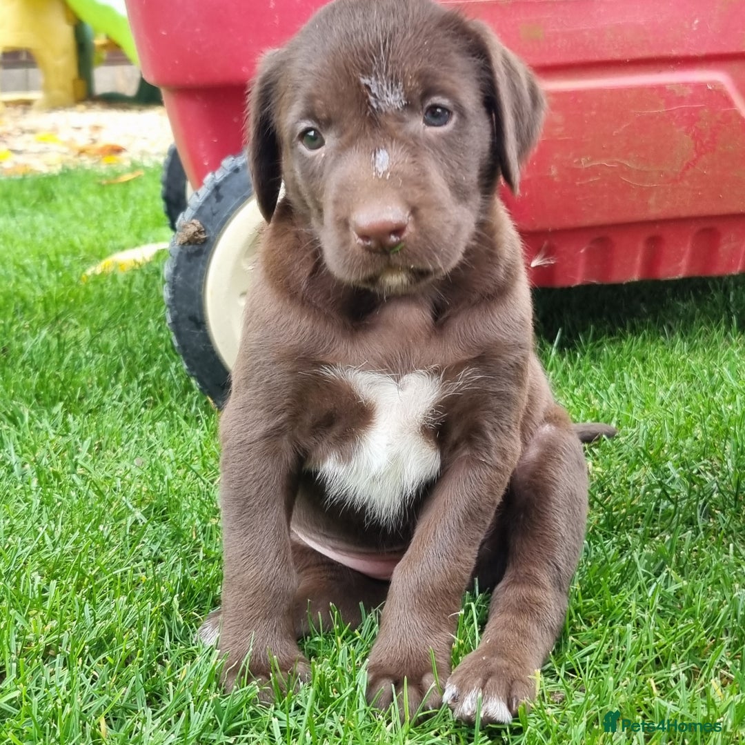 Mixed Breed dogs for sale: Collie cross rough haired Hungarian viszler  - Image 32