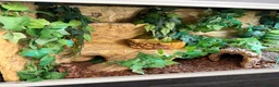 Python Snake reptiles for sale: Royal Python in Stafford - Advert 4