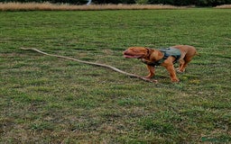 Mixed Breed dogs for sale: Urgent !! Dogue de bordeux Bruce  - Image 6