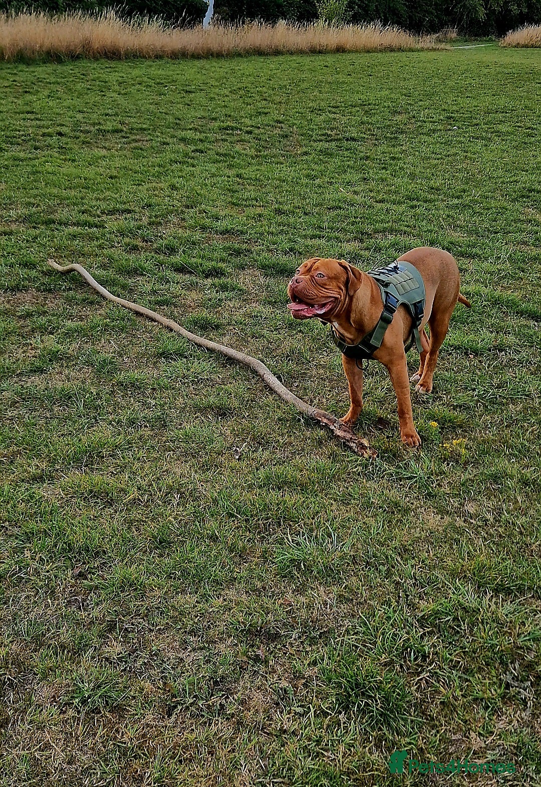 Mixed Breed dogs for sale: Urgent !! Dogue de bordeux Bruce  - Image 6