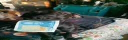 Mixed Breed dogs for sale: Dog for sale , Male , 1yr 4mnths KENT BASED in Ramsgate - Advert 4