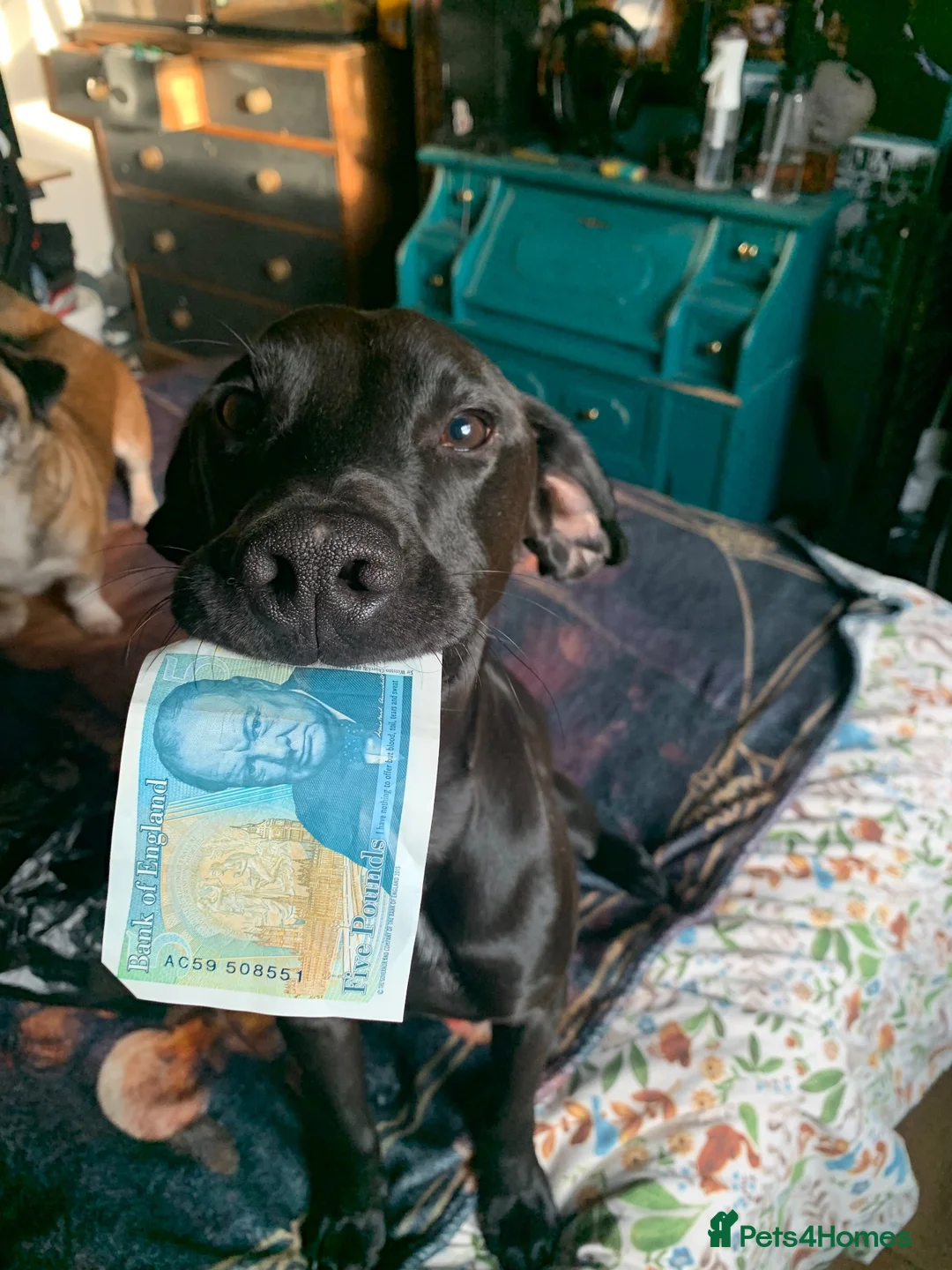 Mixed Breed dogs for sale: Dog for sale , Male , 1yr 4mnths KENT BASED in Ramsgate - Advert 4