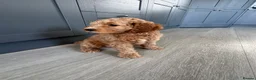 Goldendoodle dogs for sale: Outstanding Goldendoodles - Advert 5