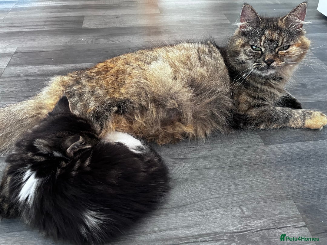 Mixed Breed cats for sale: Beautiful Playful Kittens - Image 7