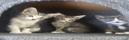Mixed Breed cats for sale: Tabby/bengal kittens 🐈🏡 - Advert 5
