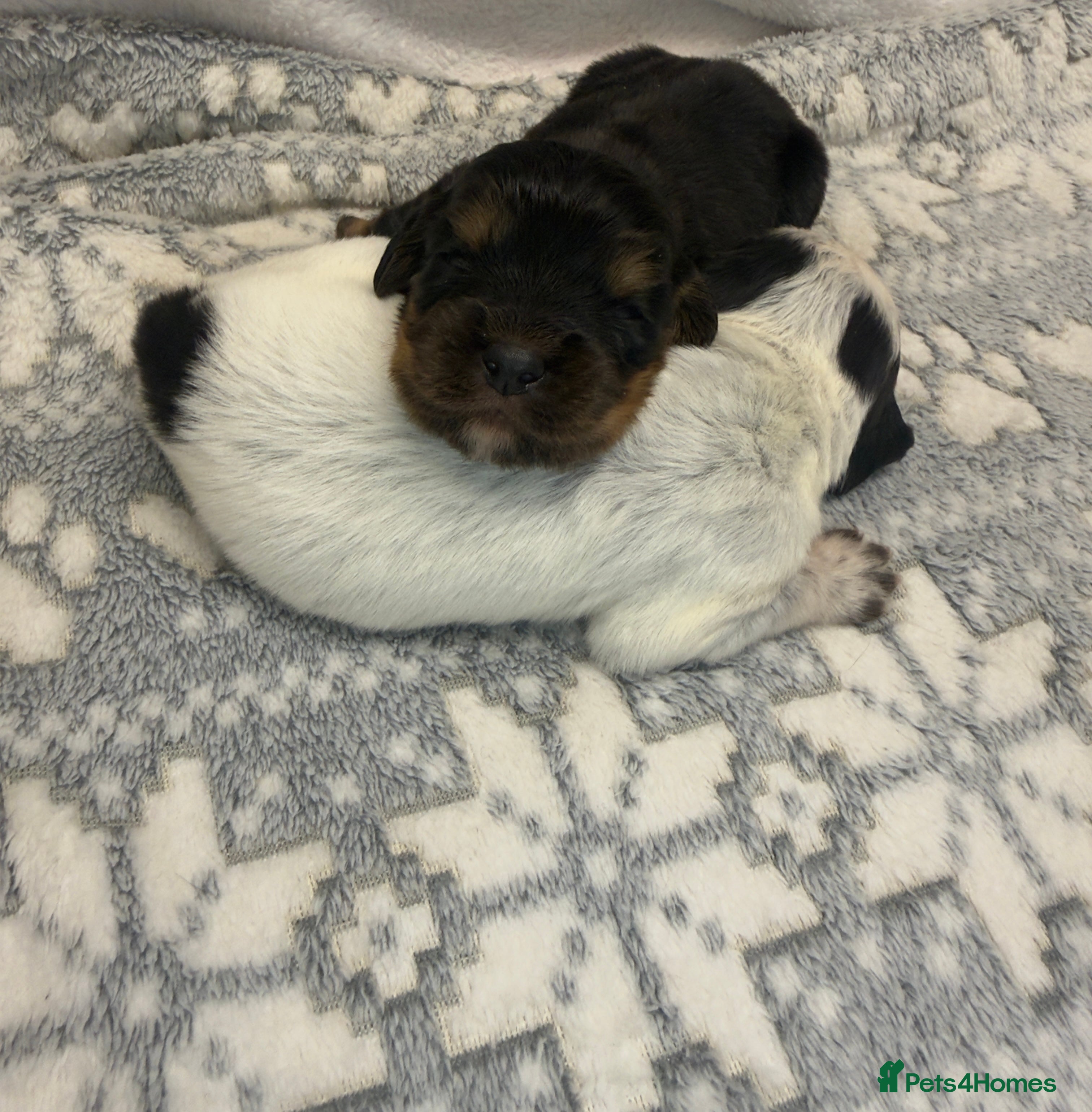 Cocker Spaniel dogs Bred From Extensively Health Tested Parents  - Advert 2