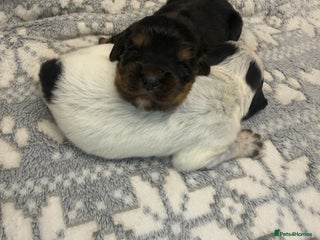 Cocker Spaniel dogs Bred From Extensively Health Tested Parents - Advert 4