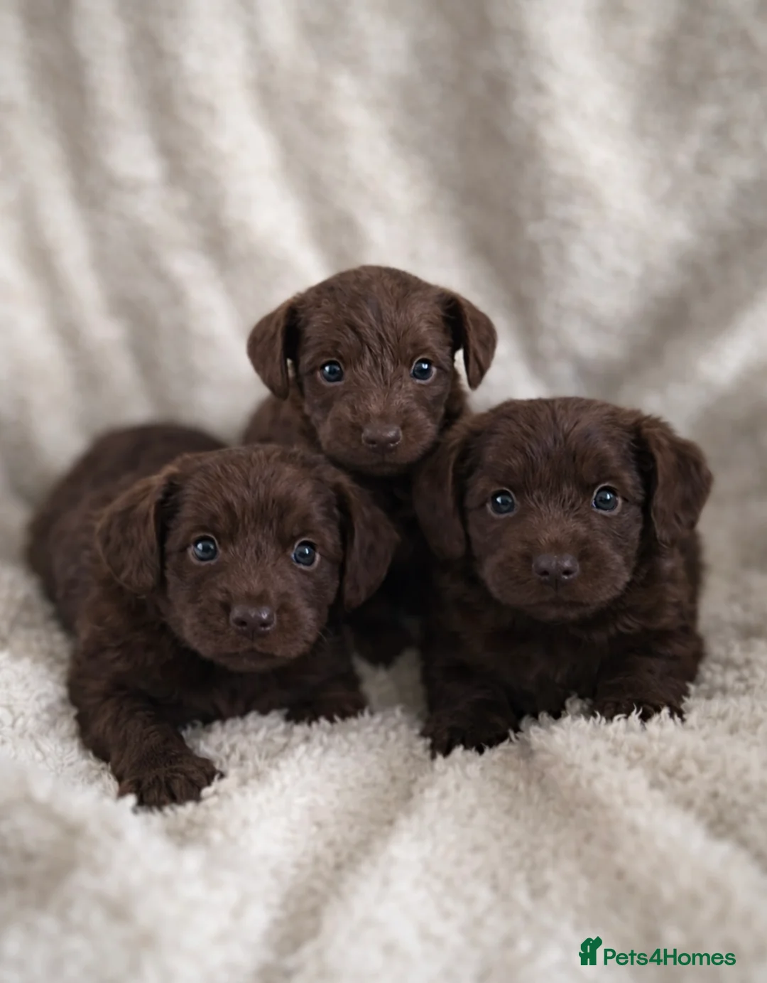 Mixed Breed dogs for sale: Pooitalian puppies  - Advert 5