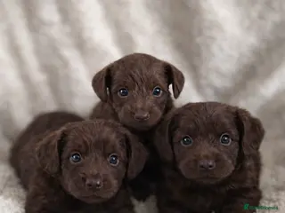 Mixed Breed dogs Pooitalian puppies - Advert 5