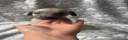 Whippet dogs for sale: KC registered whippet puppy’s  - Advert 10