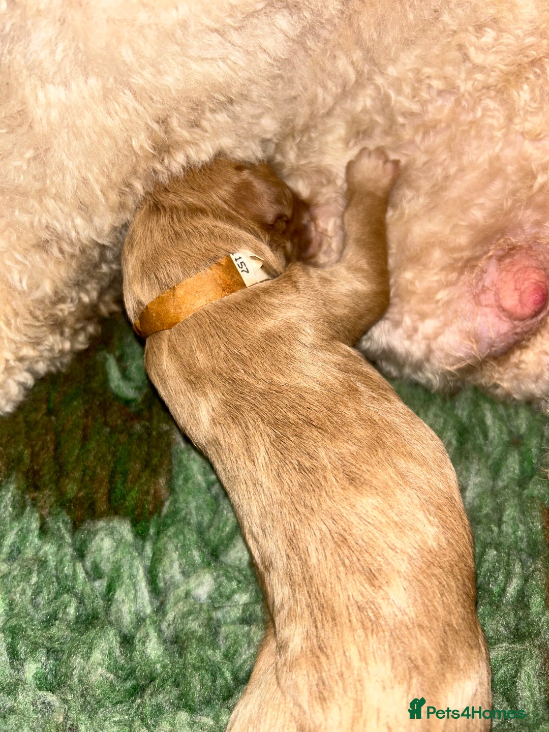 Cavapoo dogs for sale: Rare unique moyen Cavapoos - Image 4