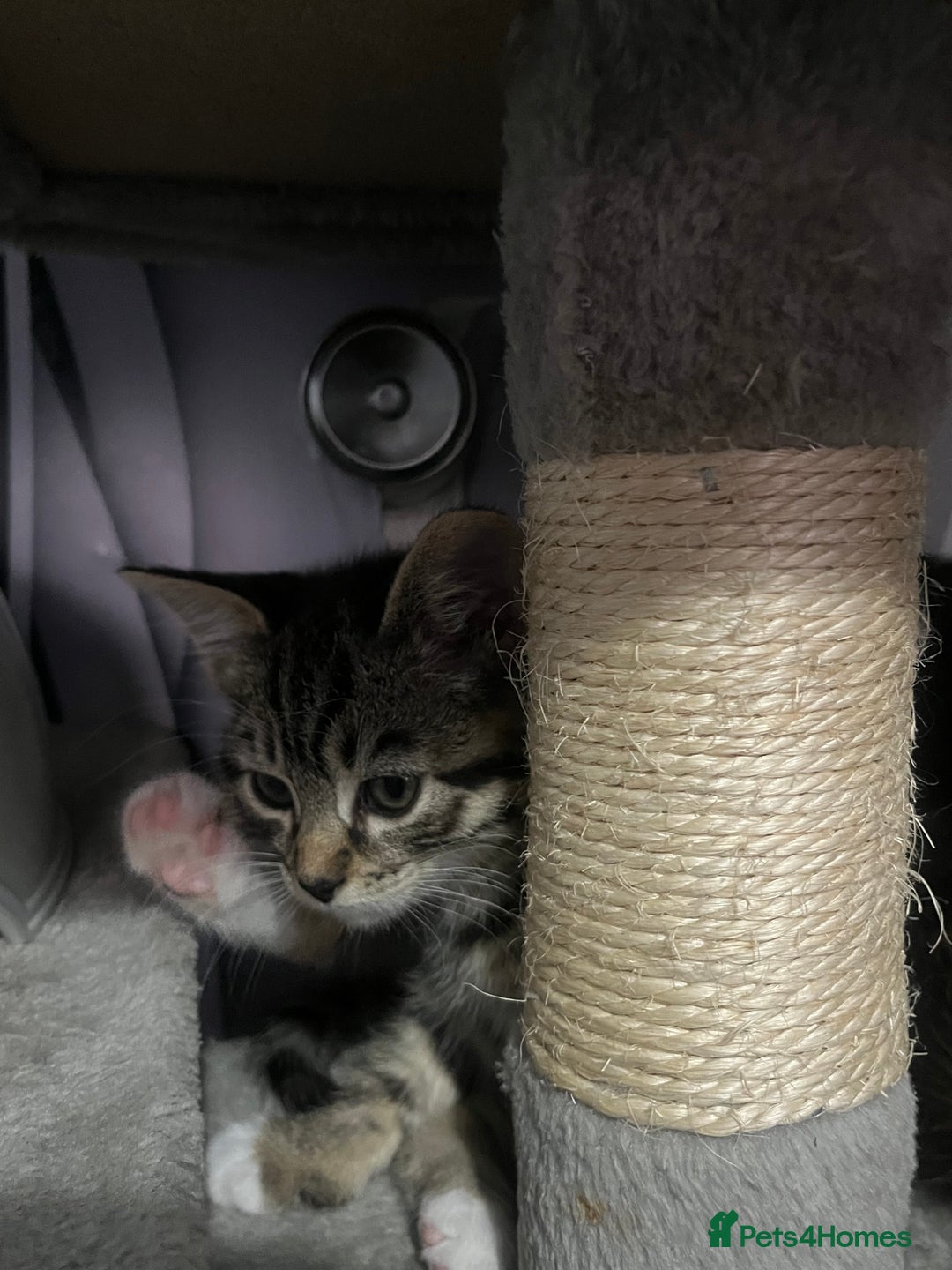 Mixed Breed cats for sale: Kittens for sale  - Image 11