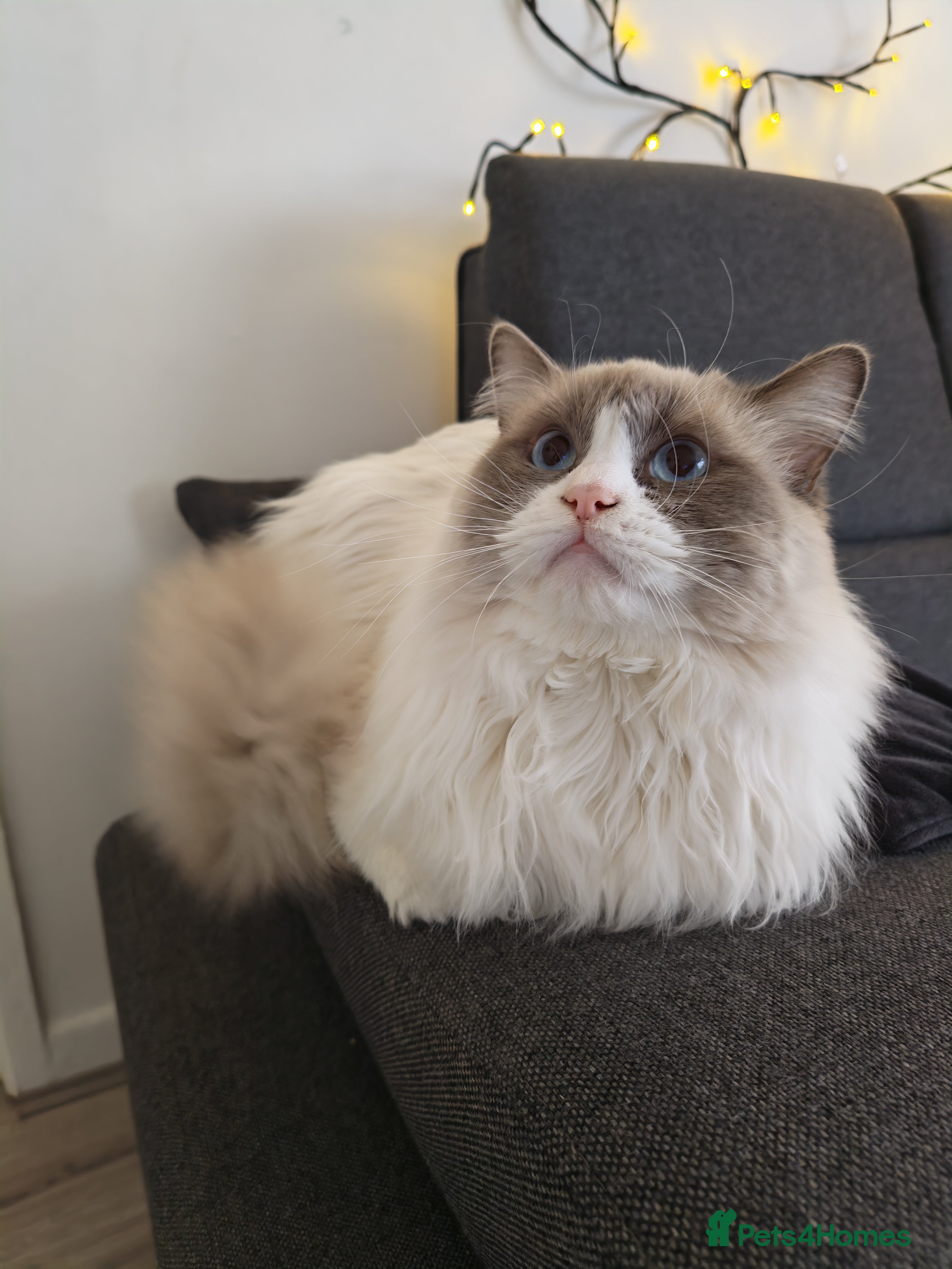 Ragdoll cats One year old male ragdoll  - Advert 1