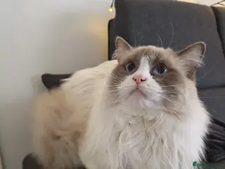 Ragdoll cats One year old male ragdoll - Advert 1