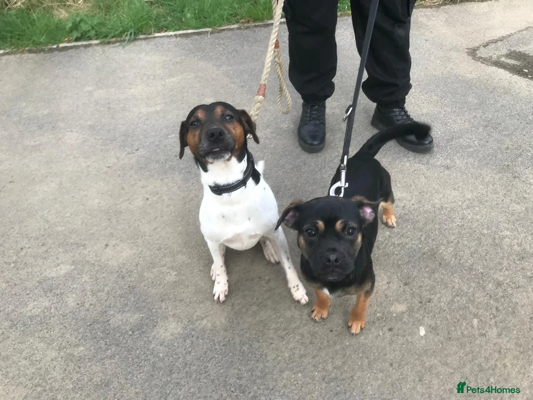 Mixed Breed dogs for sale: Female pug x parson Terrier - Advert 9