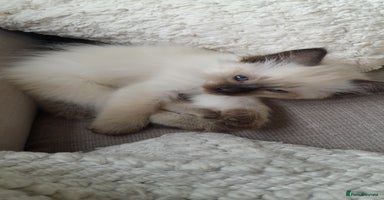 Ragdoll cats - Advert 11