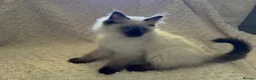 Ragdoll cats for sale: Stunning Ragdoll kittens - Advert 40