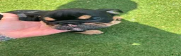 Olde English Bulldogge dogs for sale: Old English x English Bulldog puppies - Advert 4