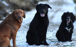 Labrador Retriever dogs for sale: Working Labrador Puppies  - Image 23