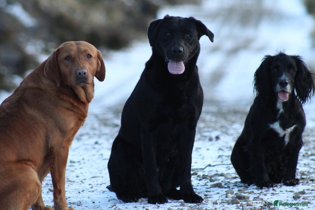 Labrador Retriever dogs for sale: Working Labrador Puppies  - Image 23