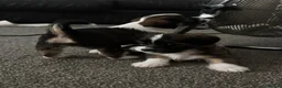 Mixed Breed dogs for sale: 4 gorgeous mini shih tzu x jack russels - Advert 28