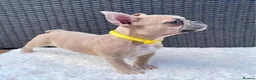 French Bulldog dogs for sale: French Bulldog Puppies - Advert 3