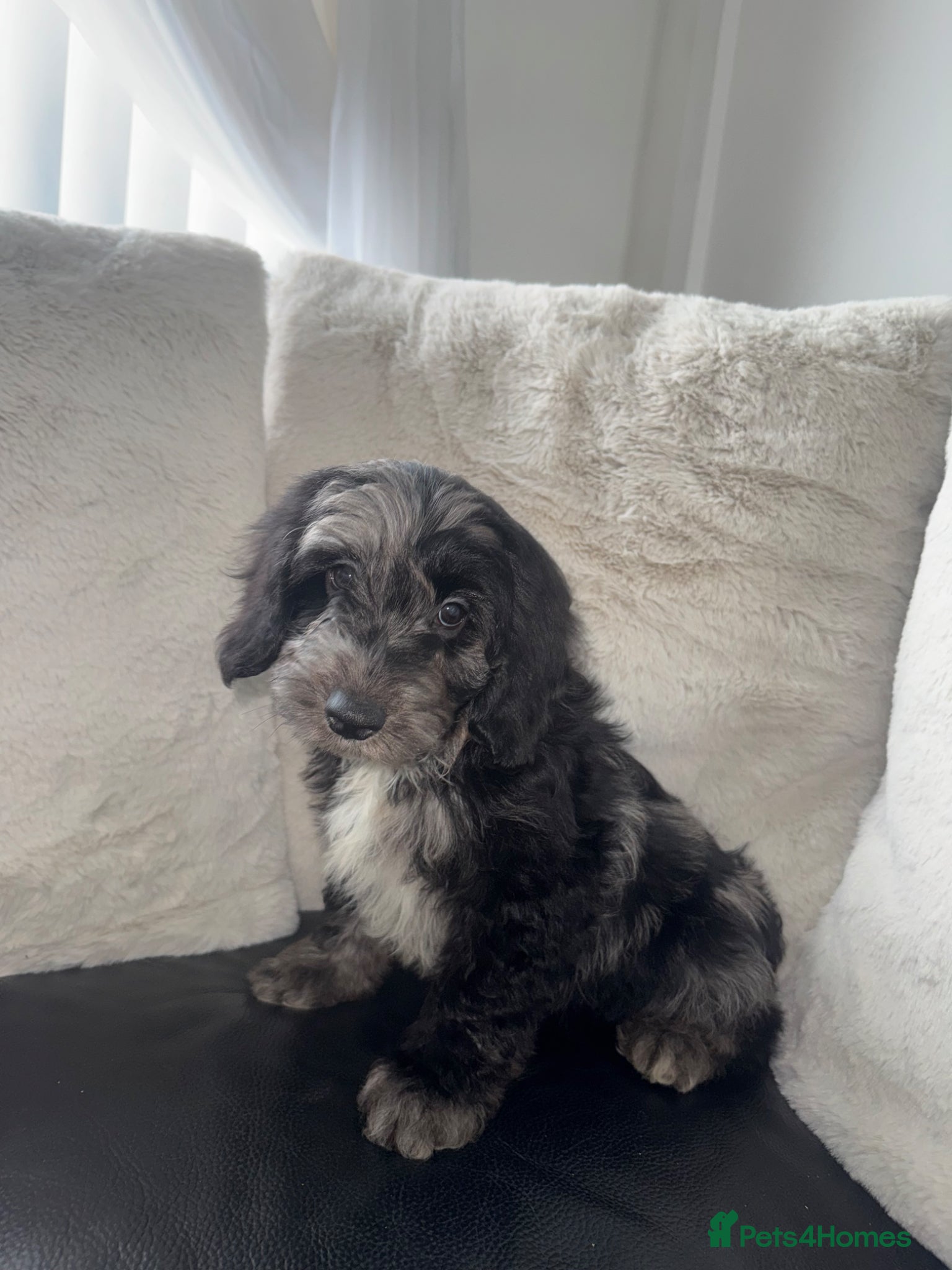 Cockapoo dogs F1 Health tested cockapoos 😍🔥⭐️ - Advert 12