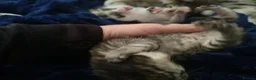 Mixed Breed cats for sale: 4 beautiful kittens  - Advert 13