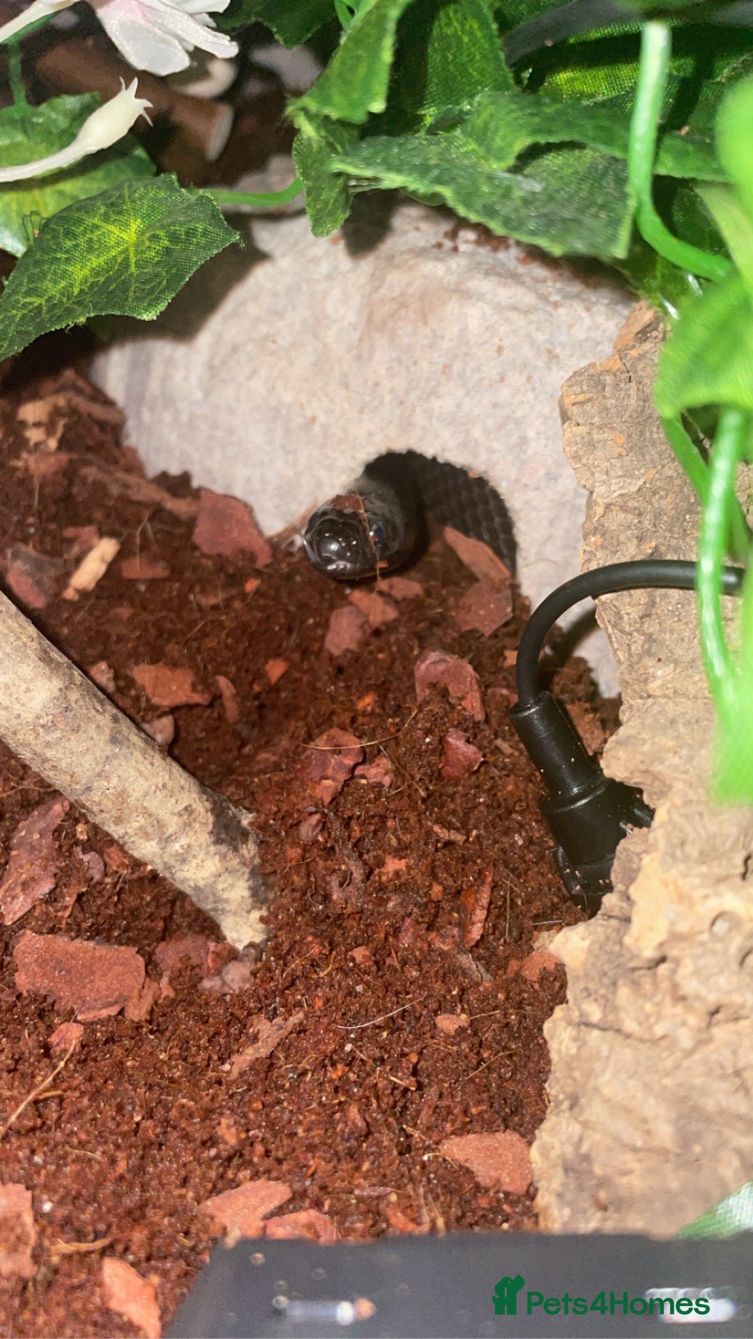 King Snake reptiles for sale: 4 year old MBK  - Image 3