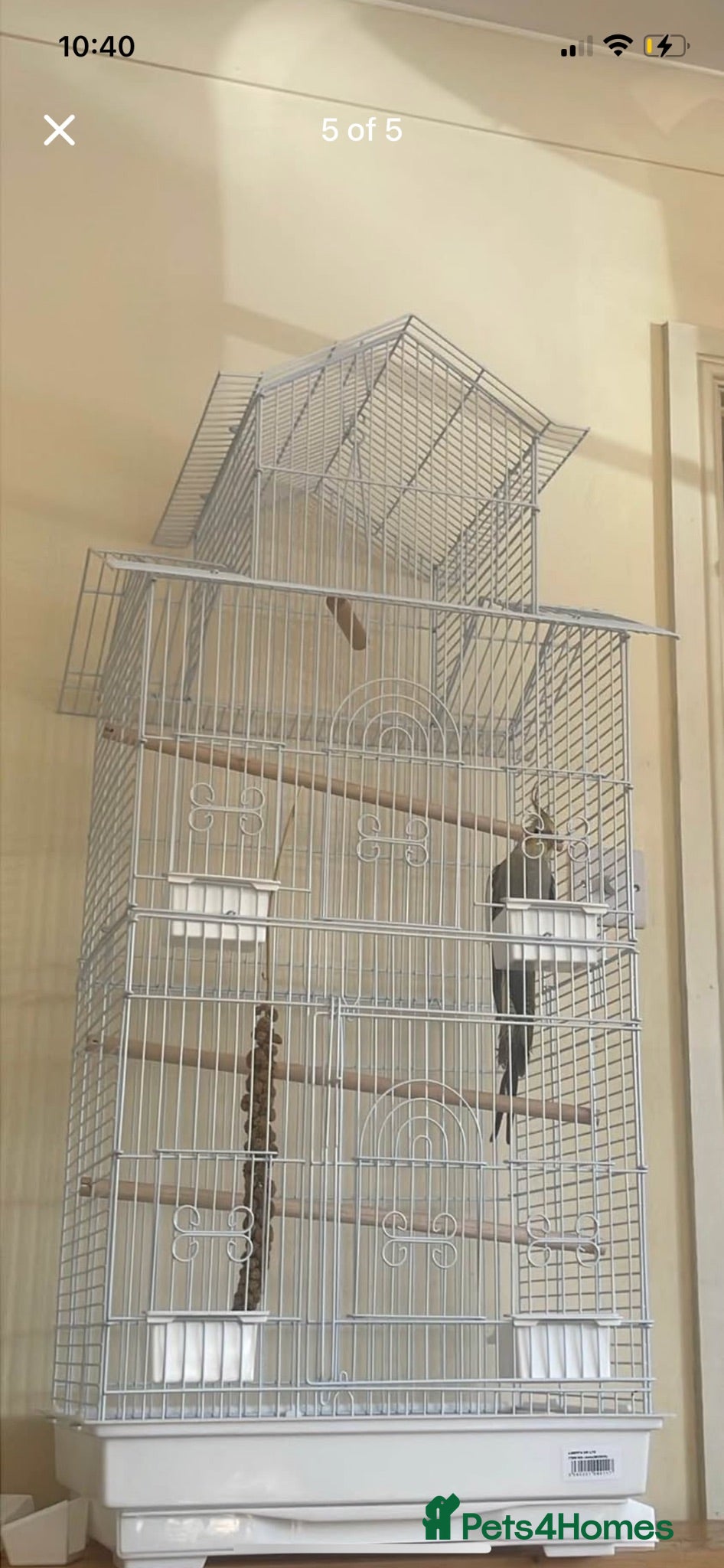 Cockatiels birds Young male cockatiel - Advert 7