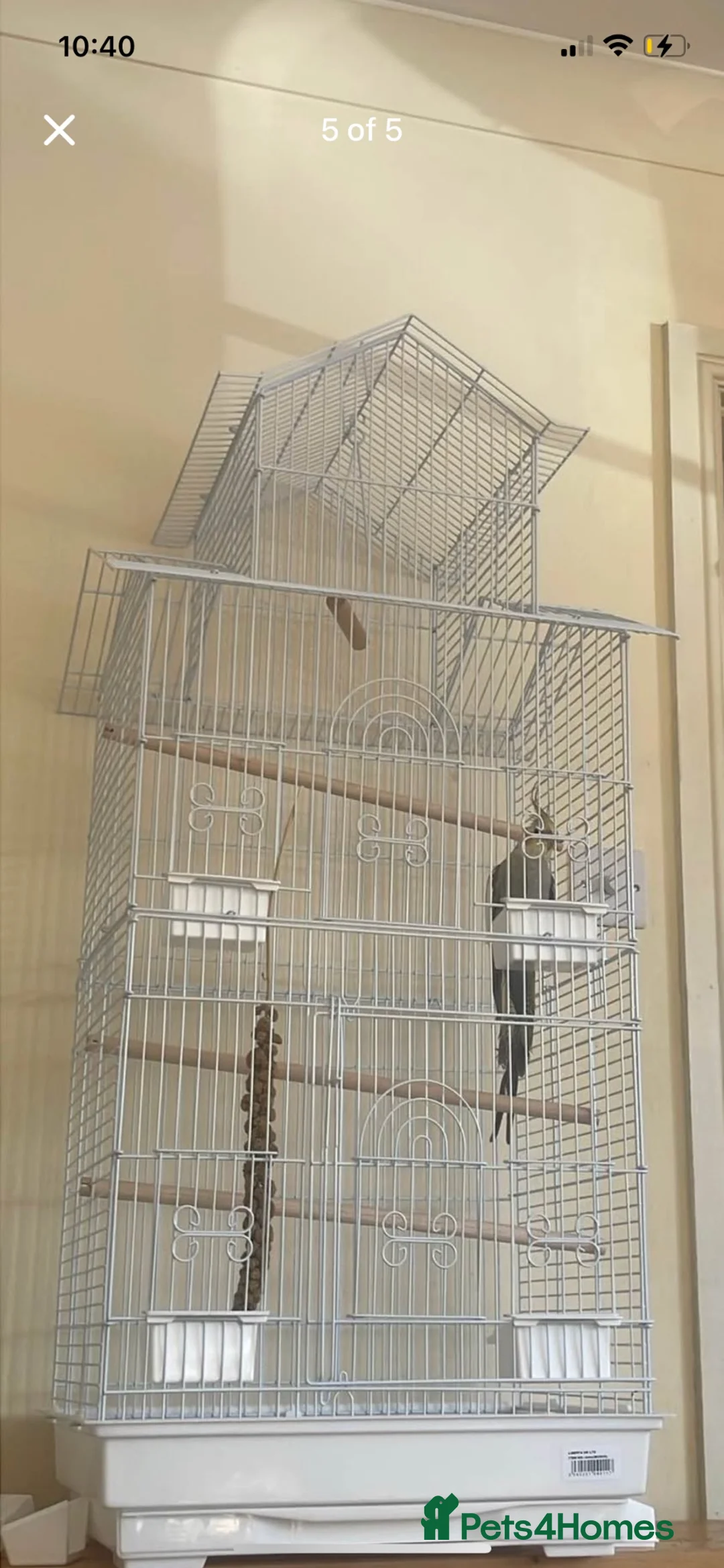Cockatiels birds for sale: Young male cockatiel in Cheadle - Advert 1