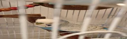 Budgerigars birds for sale: One male and one female budgie  in Purley - Advert 7