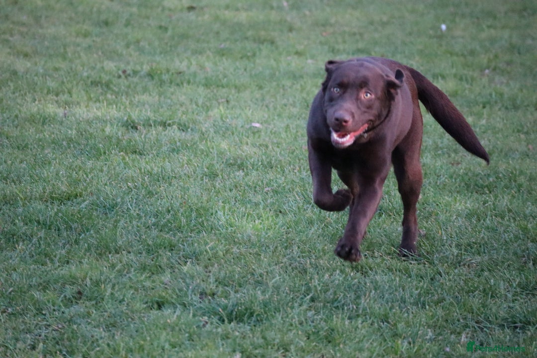 Labrador Retriever dogs for sale: Chocolate lab female  - Advert 25