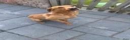 Labrador Retriever dogs for sale: Labrador male and female  - Advert 3