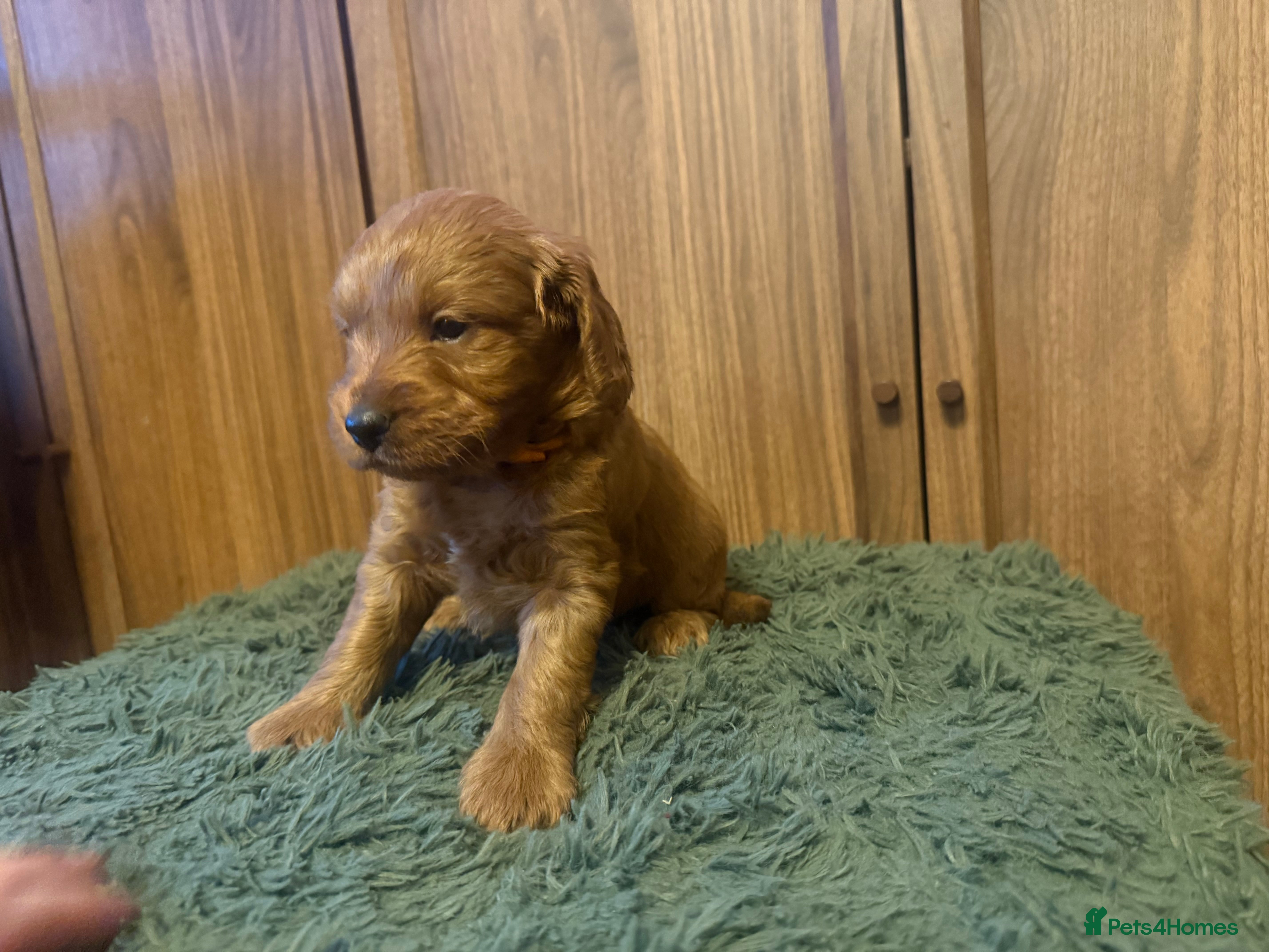 Cockapoo dogs for sale: Beautiful Litter of F1 Toy Cockapoo Puppies - Advert 2