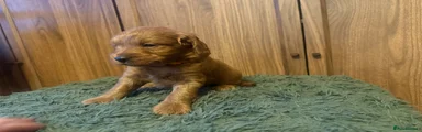 Cockapoo 3 - Orange 