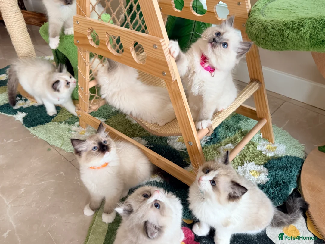 Ragdoll cats for sale: Stunning  European bloodline Ragdoll kittens  - Advert 40