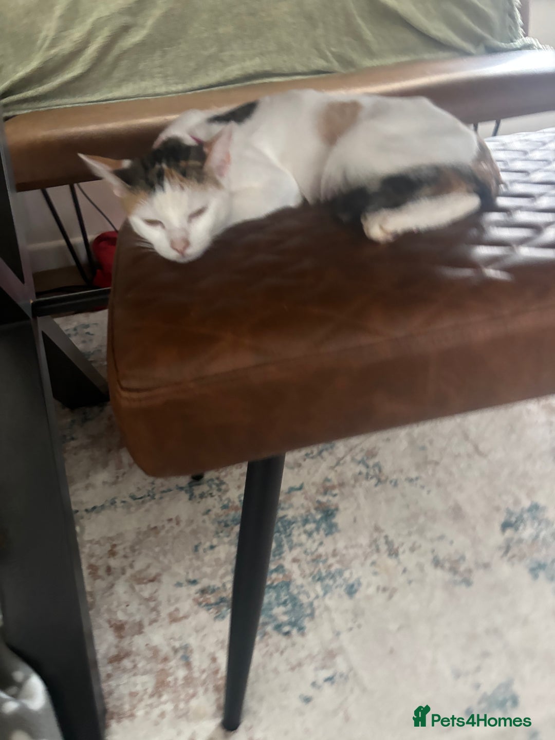 Mixed Breed cats for sale: Mother and Daughter home needed - Image 4