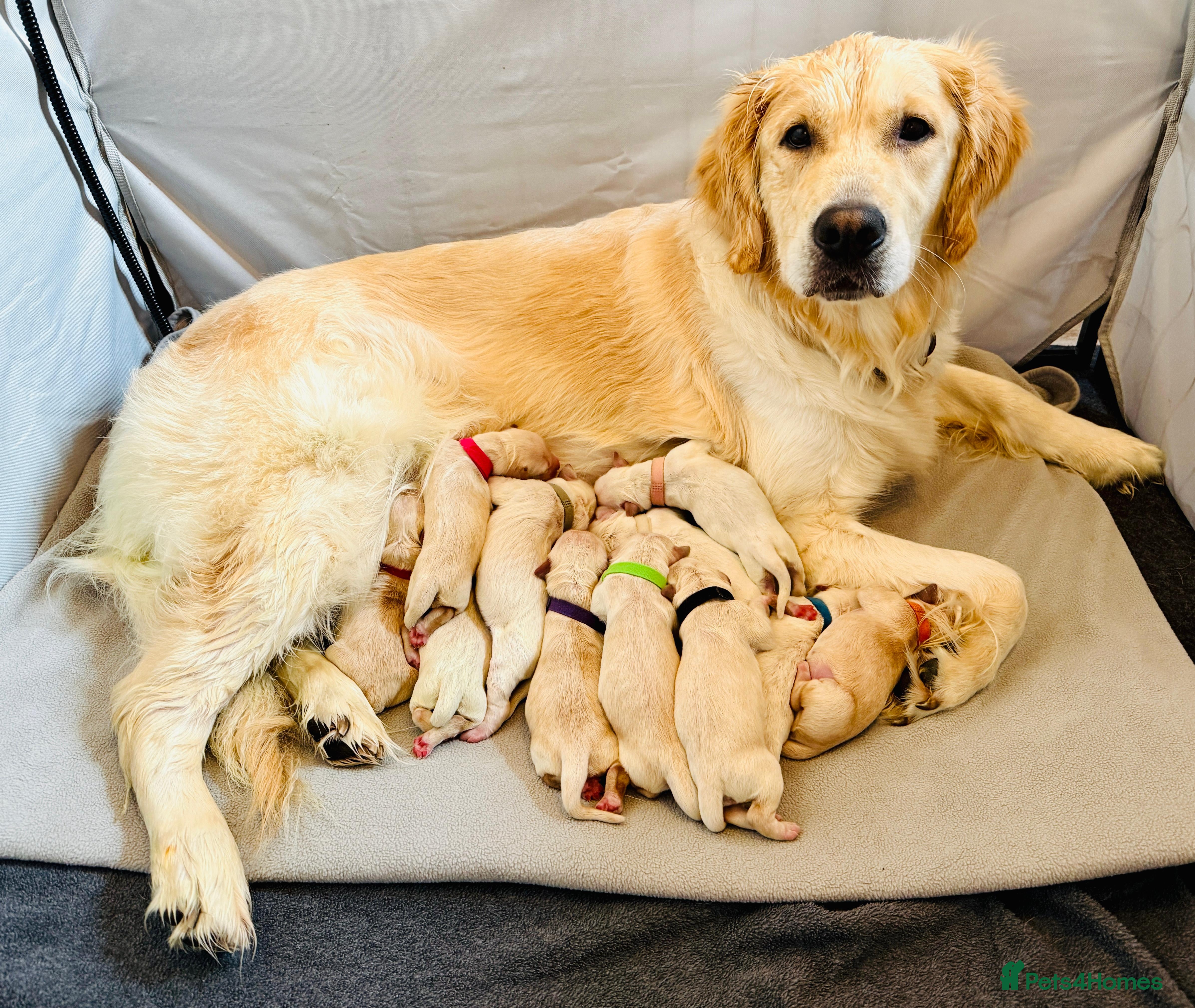 Golden Retriever dogs New arrival KC Reg Golden Retriever puppies - Advert 1