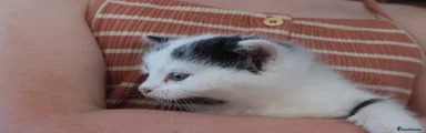 Oreo