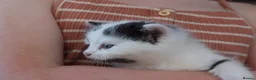 Mixed Breed cats for sale: 3 of the fluffiest, friendliest kittens for sale! - Advert 6