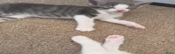 Mixed Breed cats for sale: Two lovely kittens for rehoming  - Advert 5