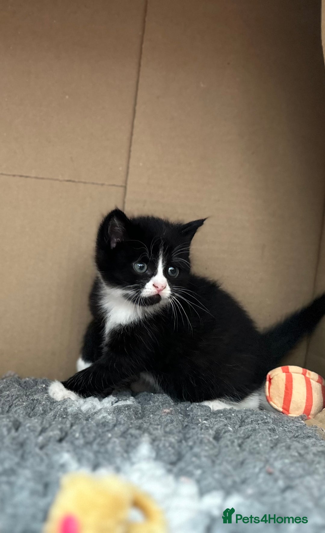 Exotic cats for sale: Stunning exotic cross kittens  - Image 6