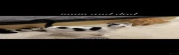 Mixed Breed cats for sale: 6 Mixed breed kittens  - Advert 25
