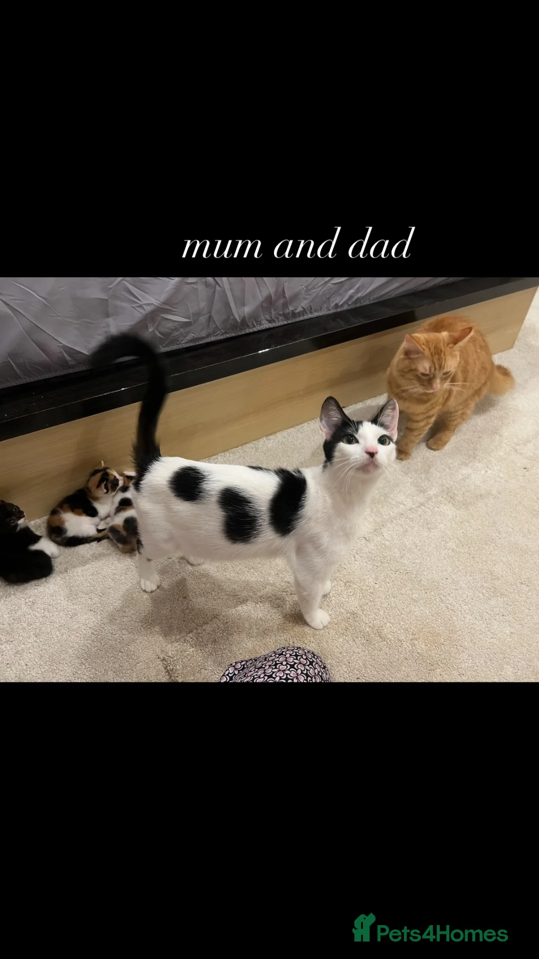 Mixed Breed cats for sale: 6 Mixed breed kittens  - Advert 25
