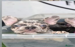 French Bulldog dogs for sale: Merle Frenchies - Image 3